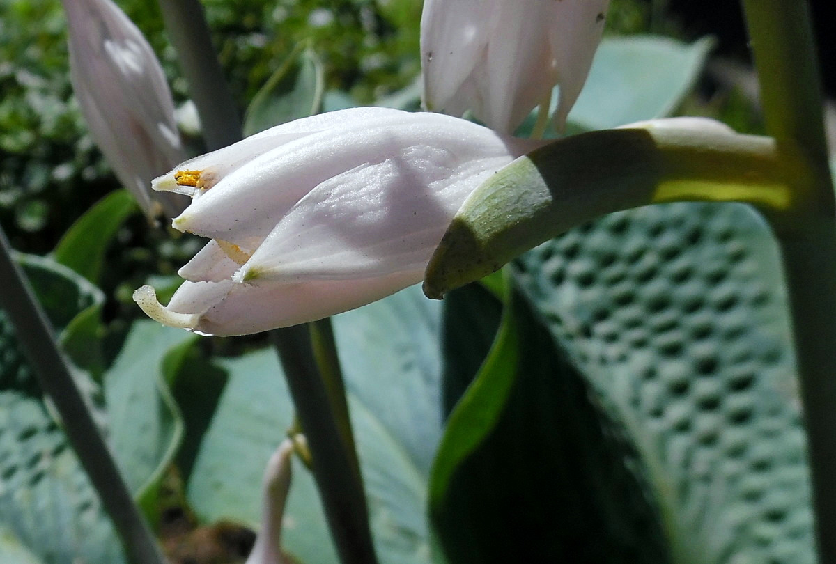 Изображение особи Hosta sieboldiana.