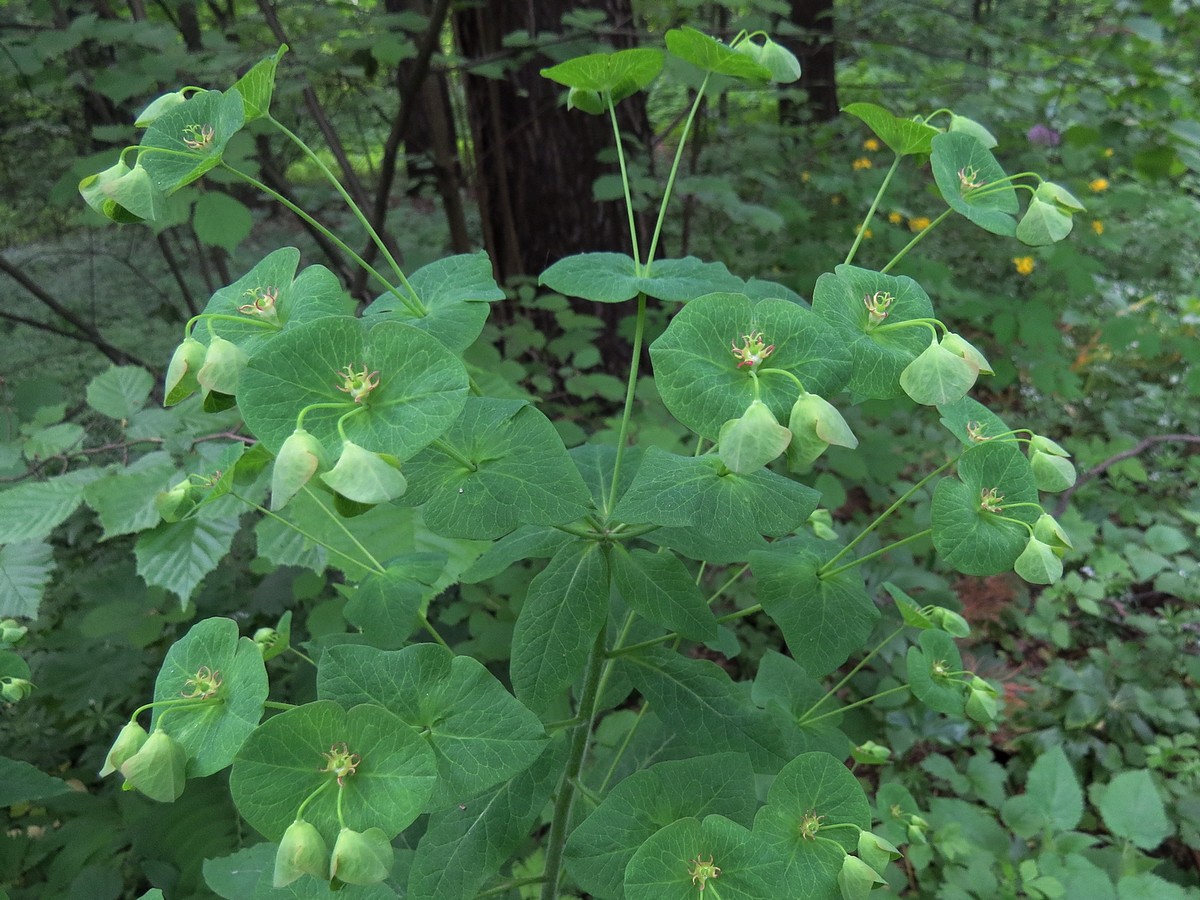 Изображение особи Euphorbia macroceras.