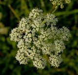 Pimpinella nigra. Соцветие. Пермский край, Кунгурский р-н, долина р. Ирень в р-не урочища Кокуй, правый берег, луг. 22 июля 2017 г.