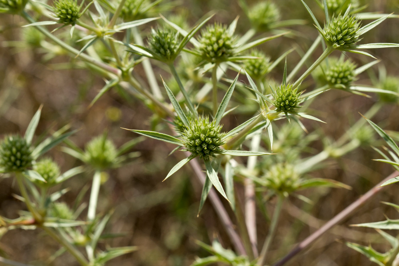 Изображение особи Eryngium campestre.