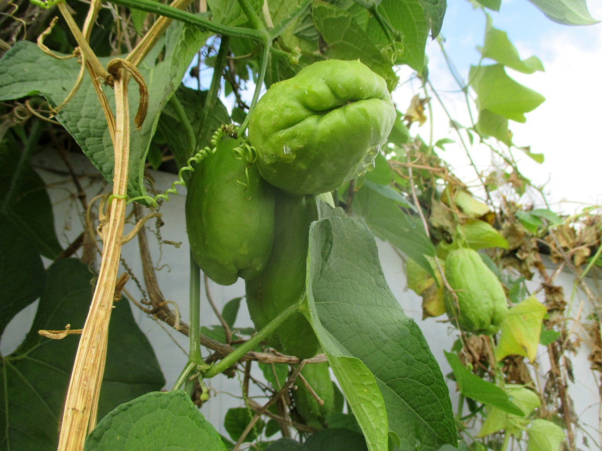 Image of Sechium edule specimen.