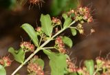 Galpinia transvaalica. Верхушка веточки с соплодиями (вид с абаксиальной стороны листьев). Израиль, Шарон, пос. Кфар Монаш, ботанический сад \"Хават Ганой\". 15.08.2016.