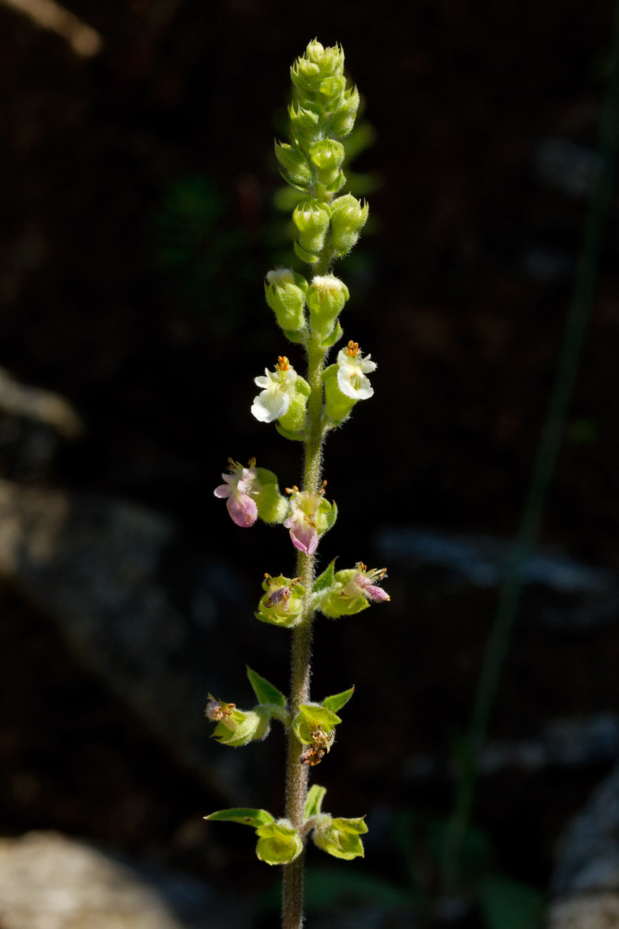 Изображение особи Teucrium massiliense.