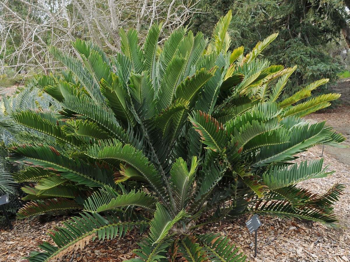 Image of Encephalartos longifolius specimen.