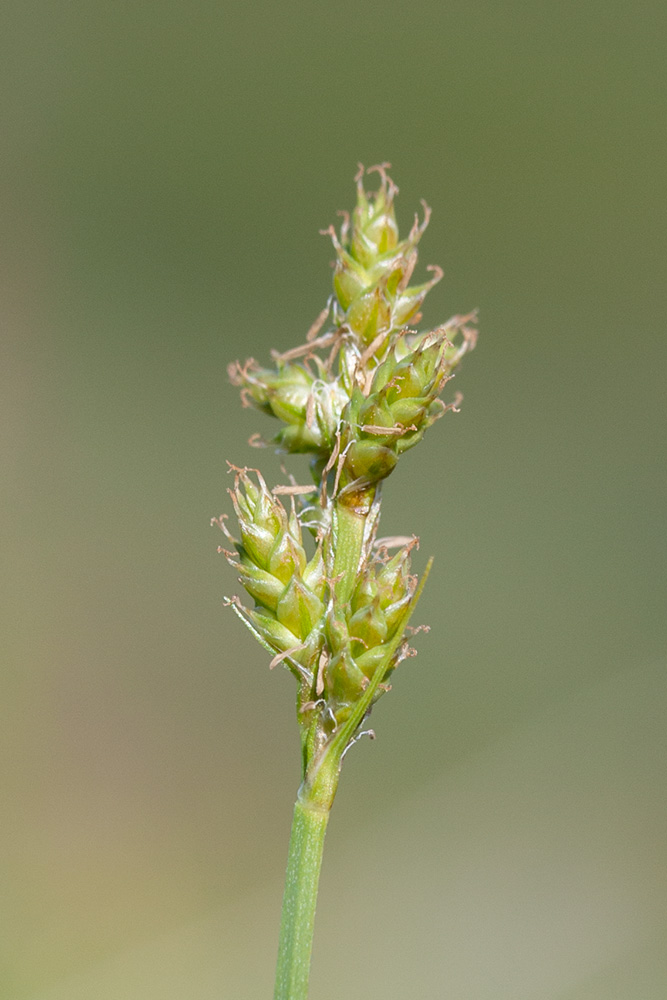 Изображение особи Carex canescens.