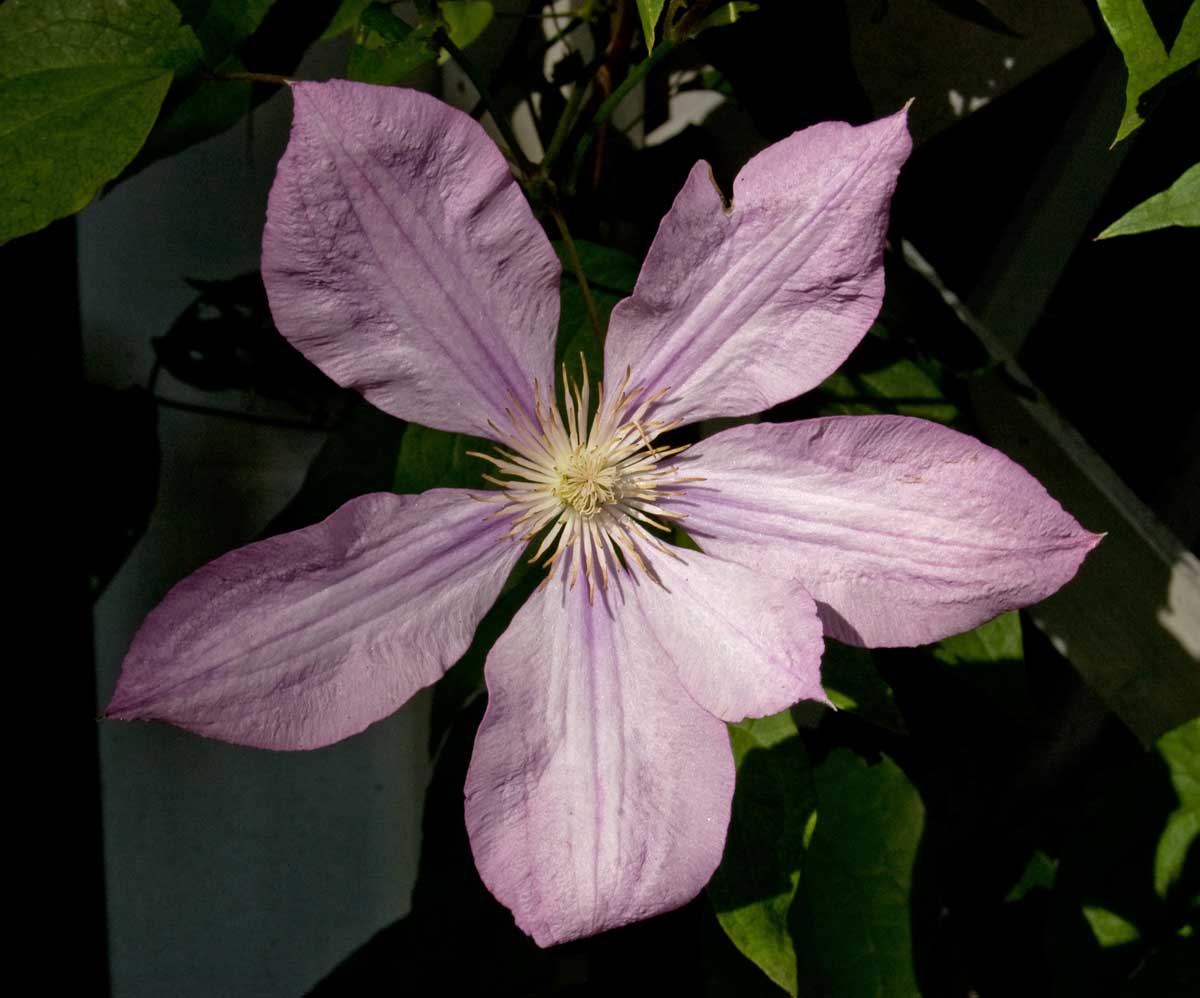 Изображение особи Clematis &times; jackmanii.