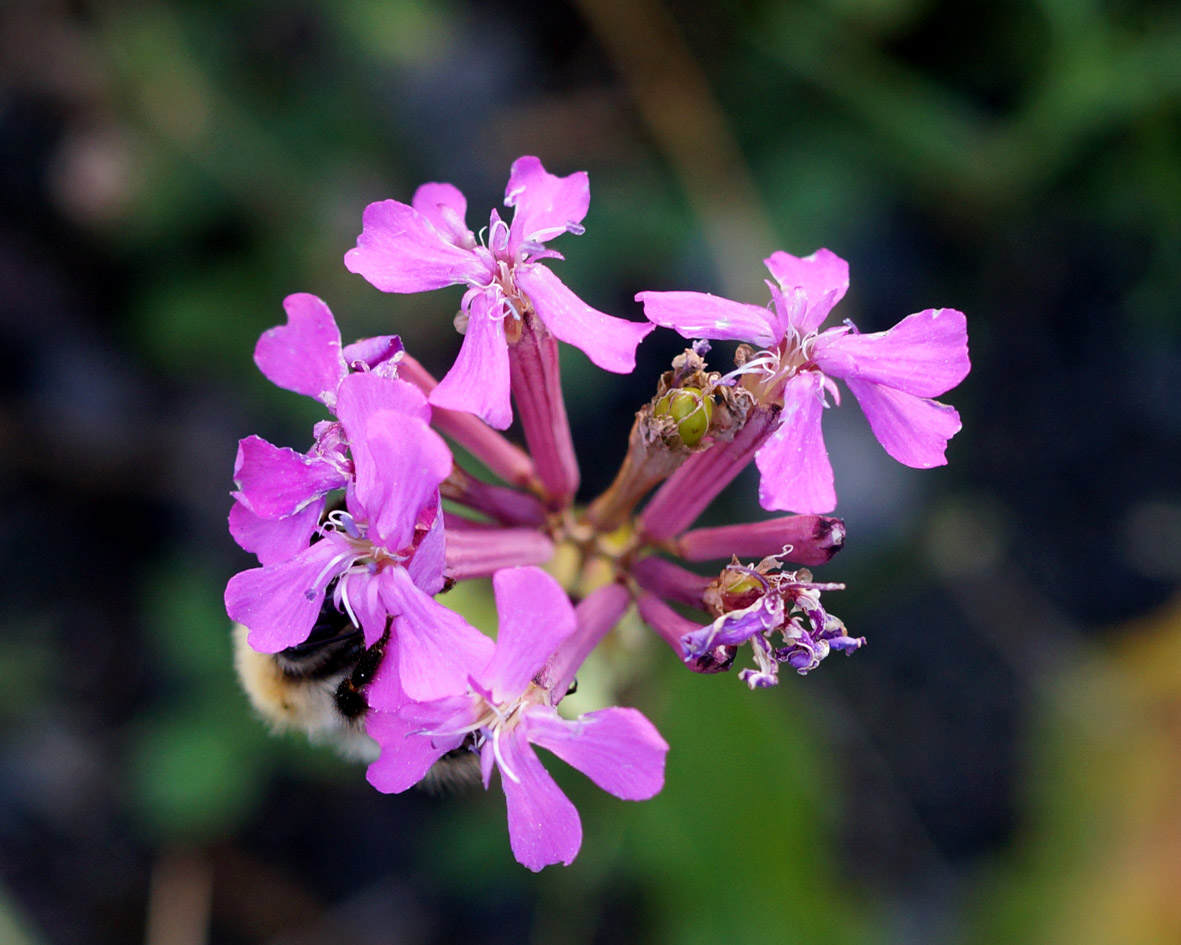 Image of Silene armeria specimen.