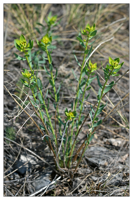 Image of Euphorbia seguieriana specimen.