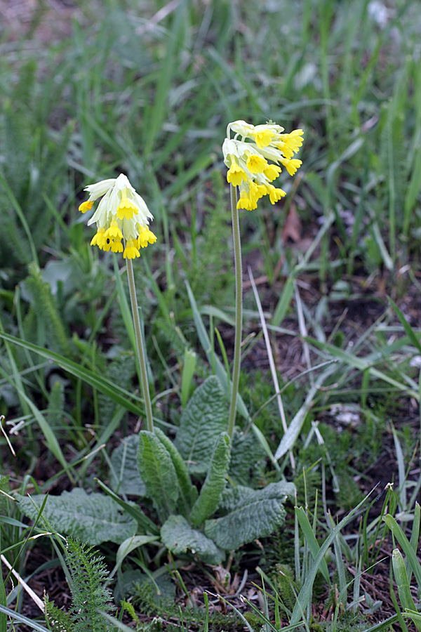 Image of Primula macrocalyx specimen.