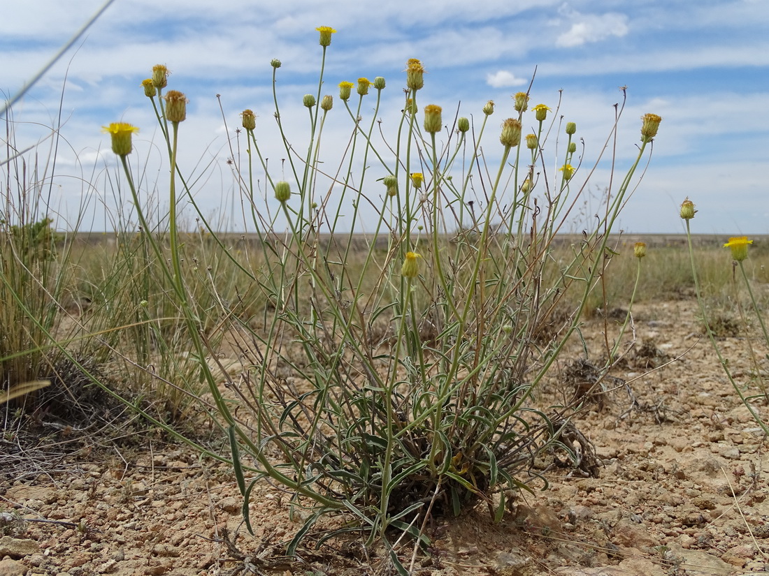 Изображение особи Inula multicaulis.