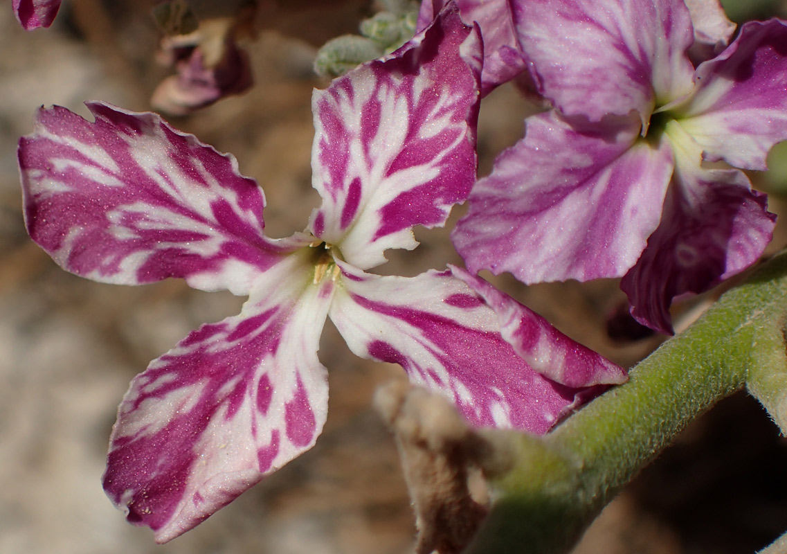 Image of Matthiola incana specimen.