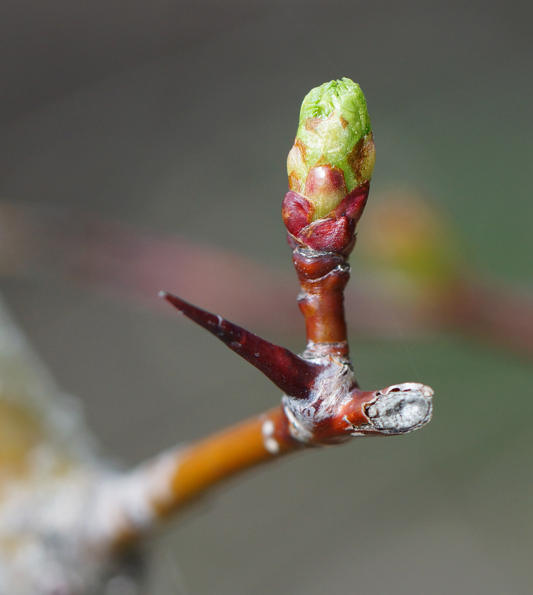 Image of Crataegus chlorocarpa specimen.