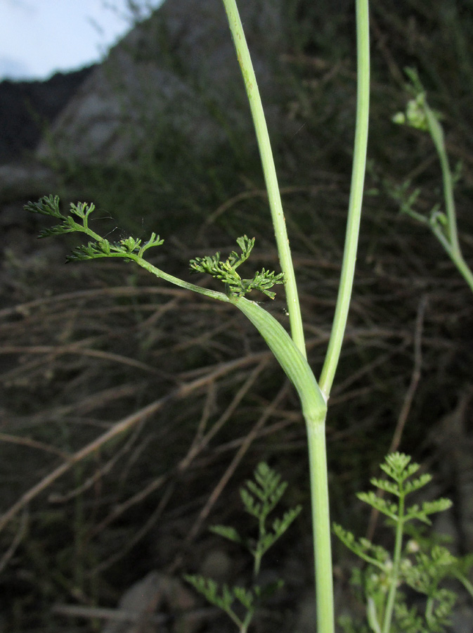 Изображение особи Astrodaucus orientalis.