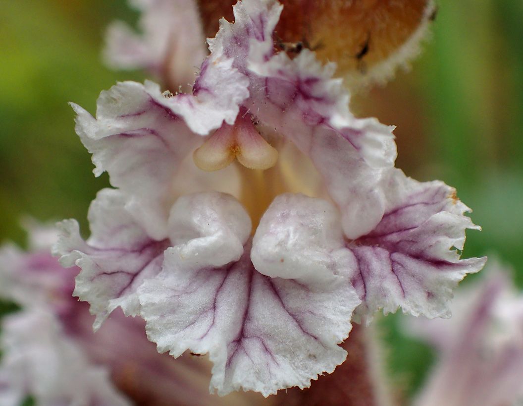 Image of Orobanche crenata specimen.