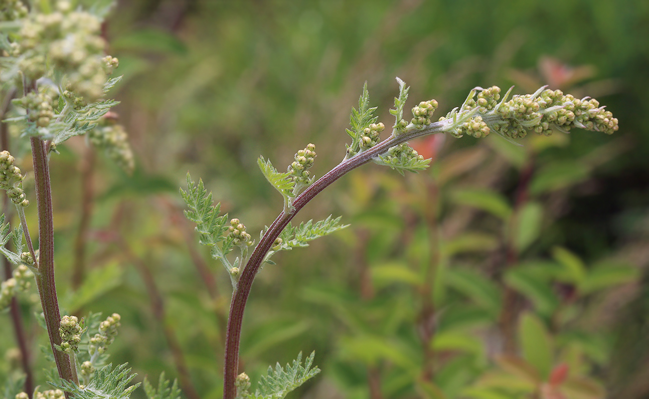 Изображение особи Artemisia tanacetifolia.