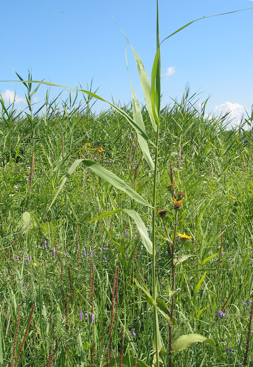 Image of Phragmites australis specimen.