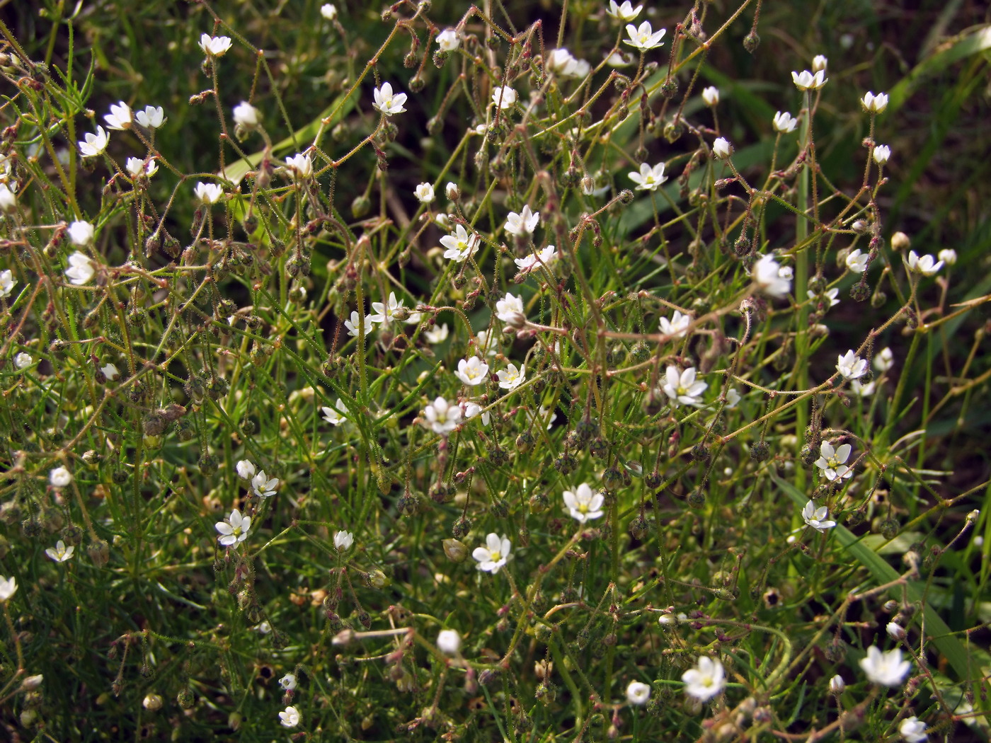 Image of Spergula arvensis specimen.