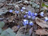 Hepatica nobilis. Расцветающее растение. Тверская обл., г. Тверь, Заволжский р-н, клумба возле многоэтажки. 31 марта 2019 г.