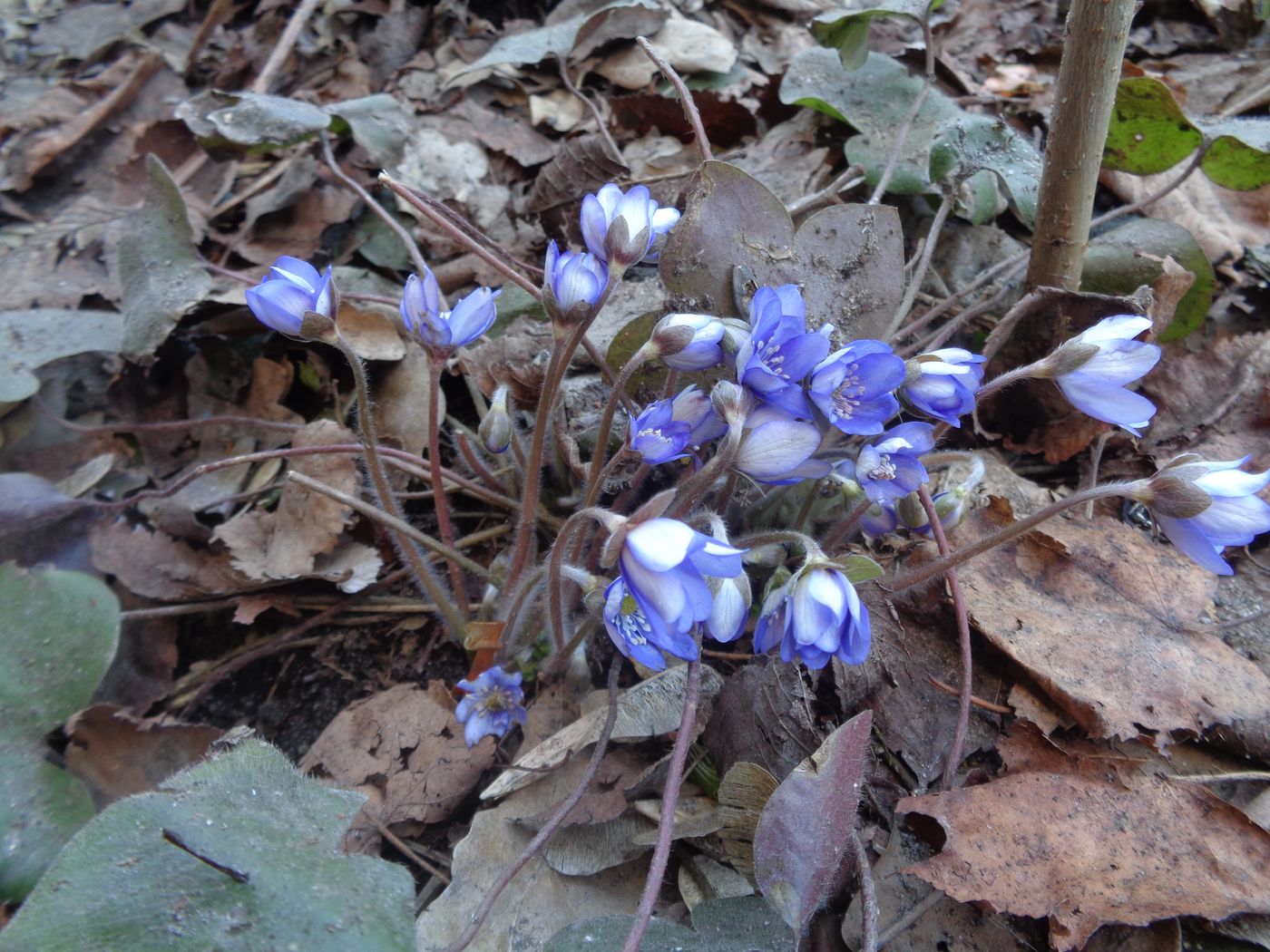 Image of Hepatica nobilis specimen.