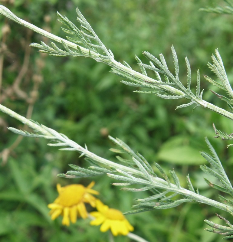 Image of Anthemis tinctoria specimen.