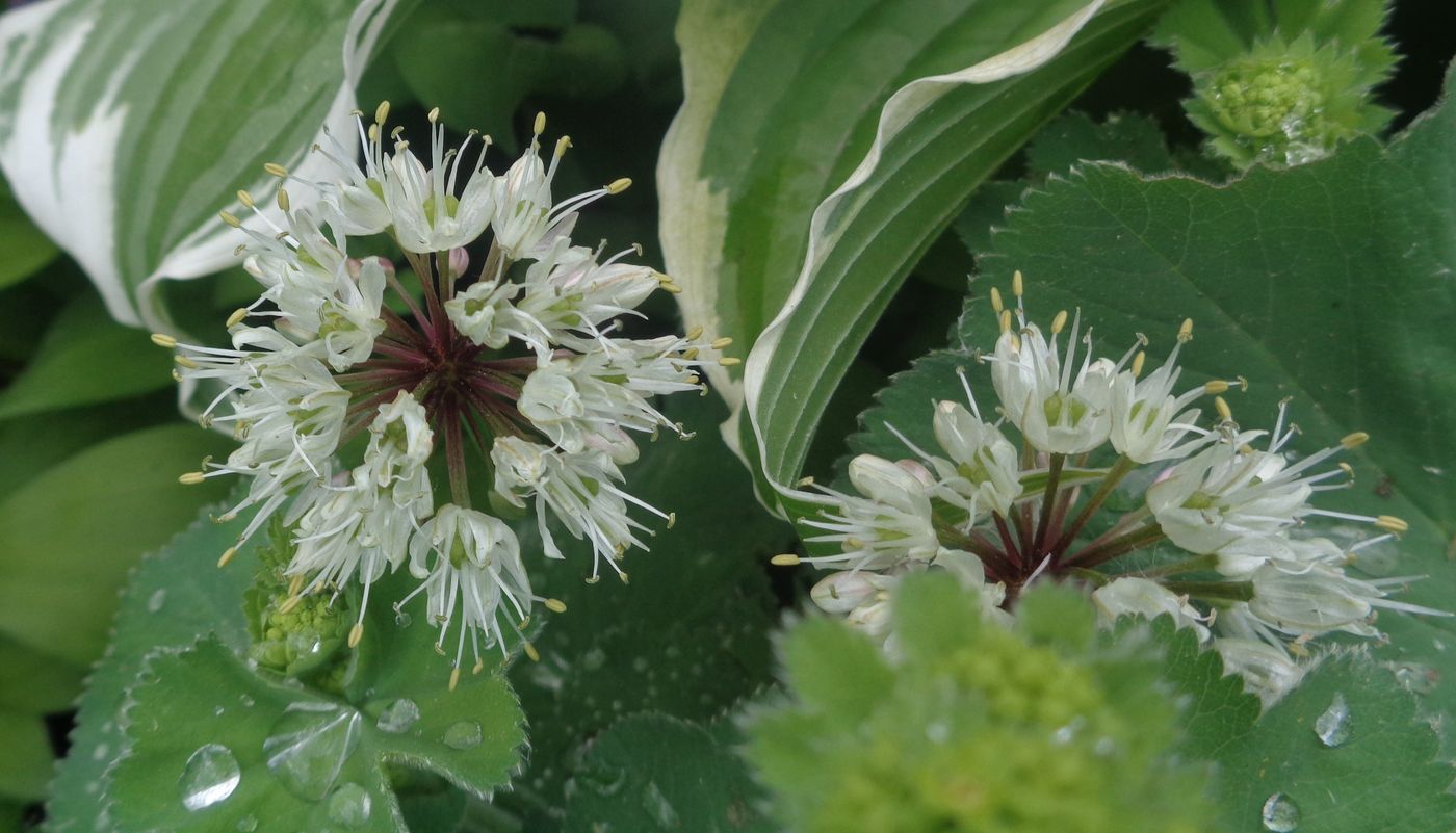 Image of Allium victorialis specimen.