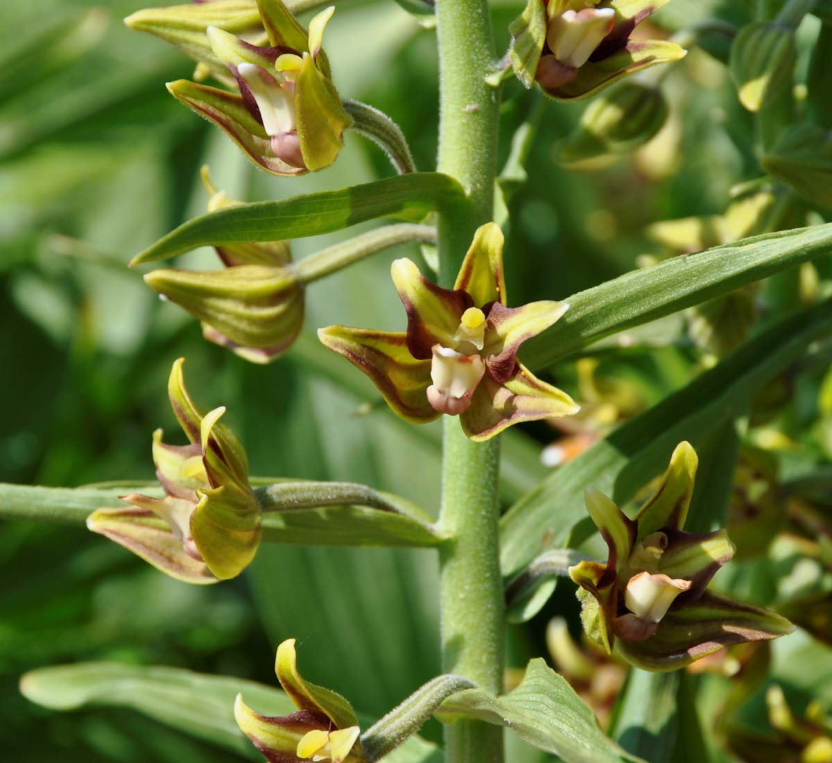 Image of Epipactis veratrifolia specimen.