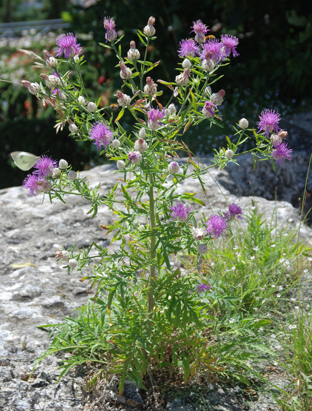 Image of Centaurea deusta specimen.