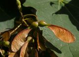 Acer pseudoplatanus. Плоды. Краснодарский край, МО город-курорт Сочи, Адлерский р-н, м-н Адлер, окр. устья р. Мзымта. 1 октября 2019 г.