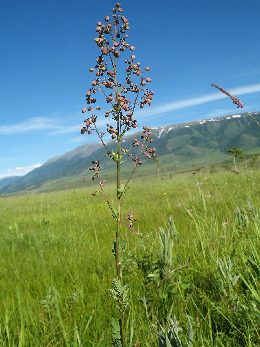 Image of Thalictrum simplex specimen.