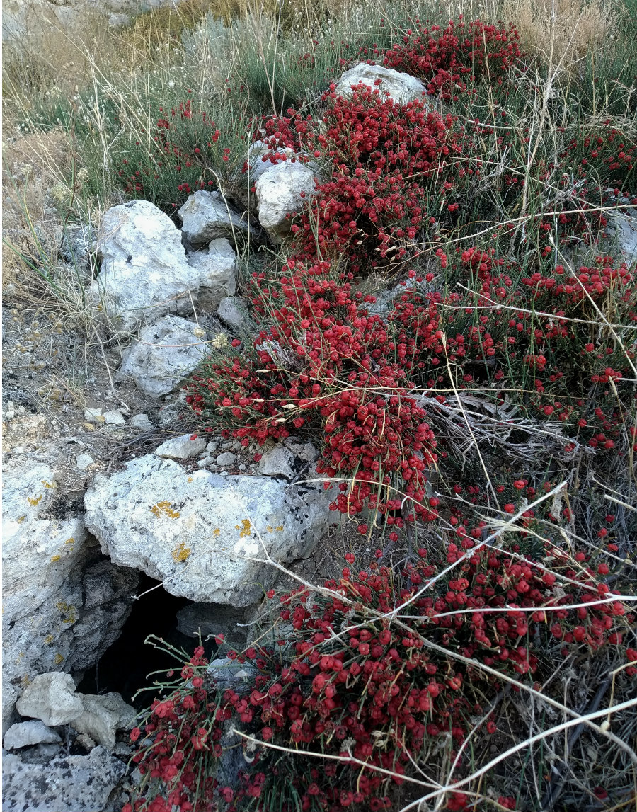 Image of Ephedra distachya specimen.