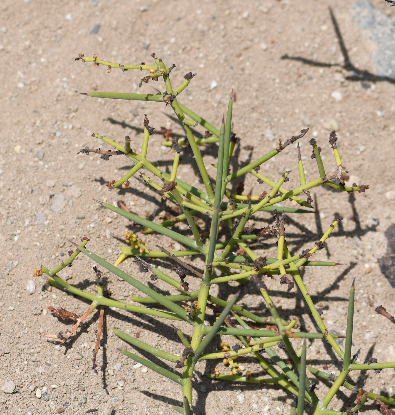 Image of Scutia spicata specimen.