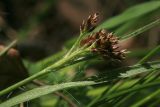 Смотреть изображение Luzula multiflora