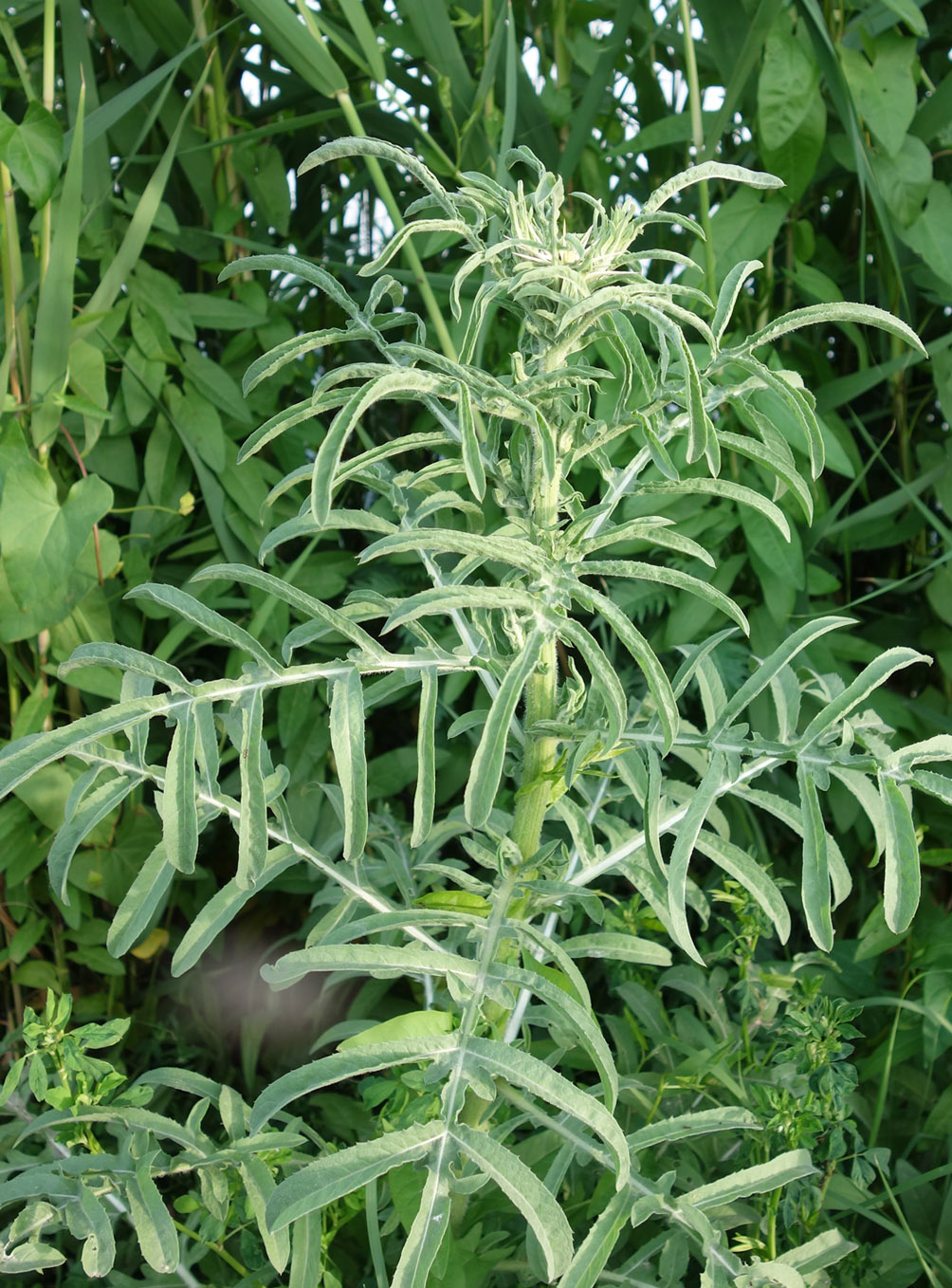 Изображение особи Centaurea iberica.