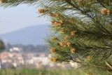 Pinus halepensis. Часть кроны молодого дерева с микростробилами. Испания, автономное сообщество Каталония, провинция Жирона, комарка Баш Эмпорда, муниципалитет Калонже, рудеральное местообитание. 24.02.2020.
