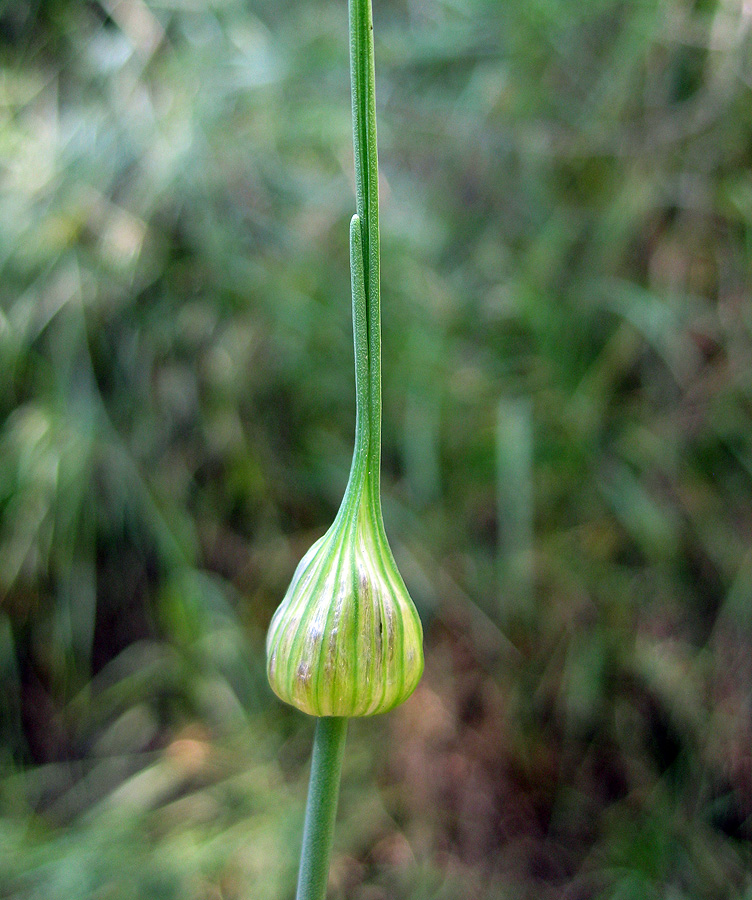 Изображение особи Allium oleraceum.