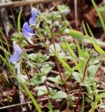 Veronica syriaca