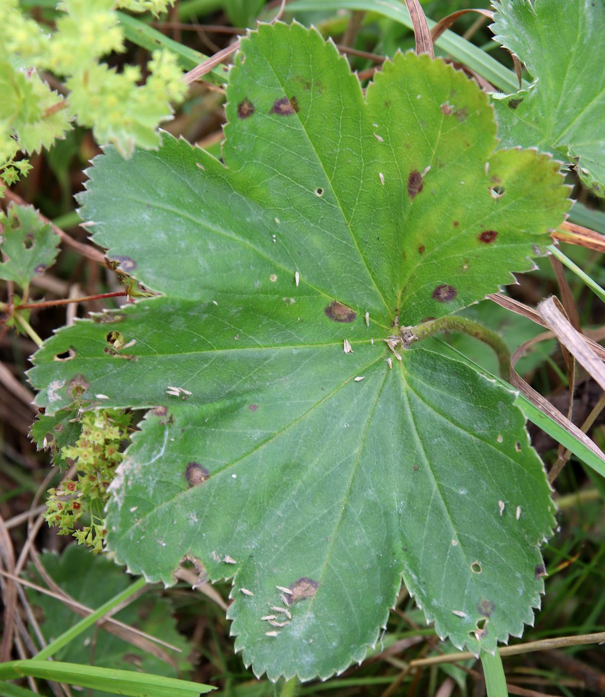 Image of Alchemilla xanthochlora specimen.