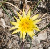 Tragopogon brevirostris. Соцветие. Краснодарский край, м/о г. Новороссийск, гора Рябкова, ≈ 500 м н.у.м., задернованное скальное обнажение. 19.04.2020.