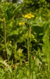 Diplotaxis tenuifolia. Верхушка растения с цветками и бутонами. Пермский край, пос. Юго-Камский, частное подворье. 8 июля 2020 г.