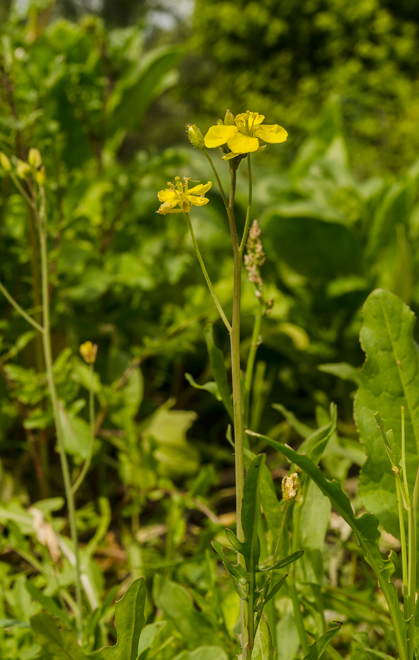 Image of Diplotaxis tenuifolia specimen.