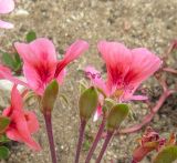 genus Pelargonium. Цветки. Намибия, регион Erongo, г. Свакопмунд, цветник. 06.03.2020.