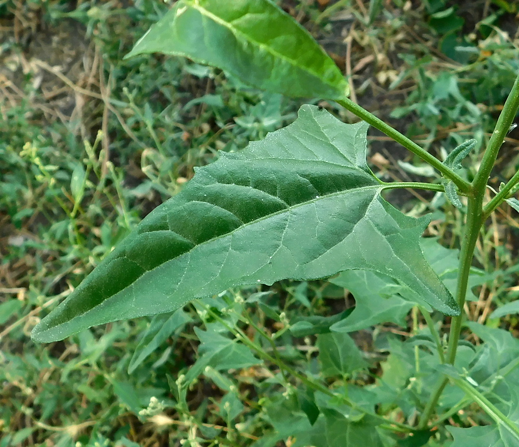 Изображение особи Atriplex micrantha.