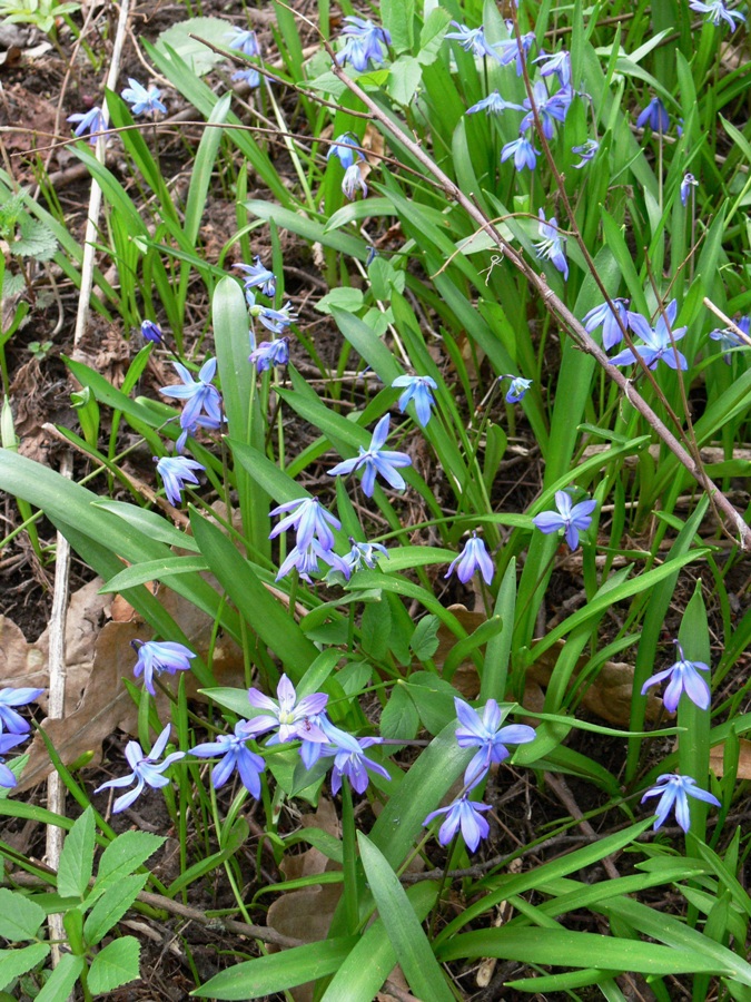 Изображение особи Scilla siberica.