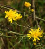 Picris hieracioides