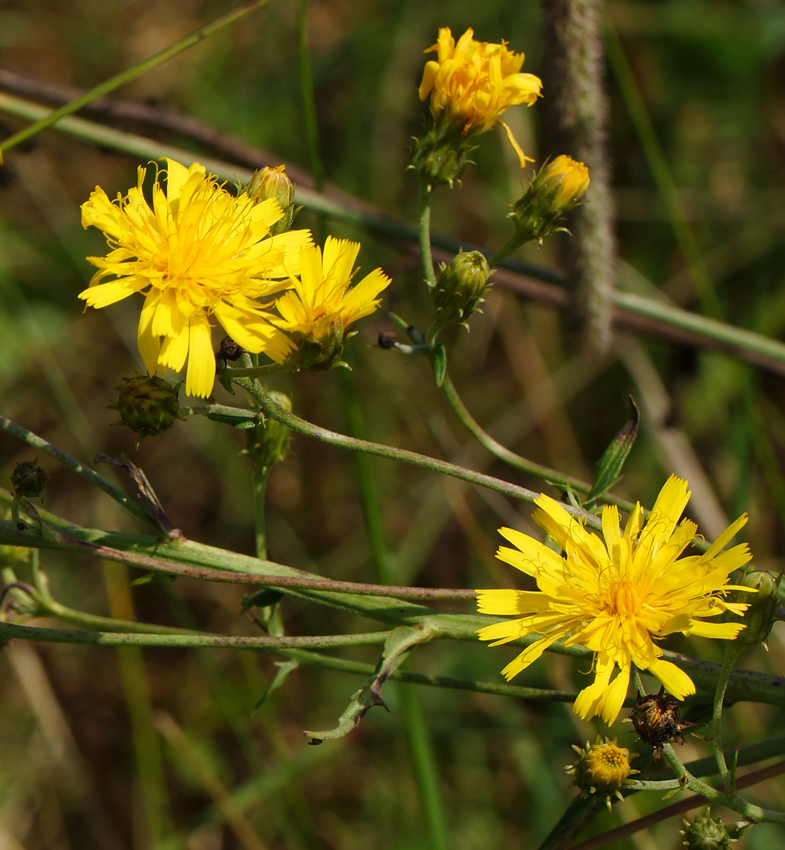 Image of Picris hieracioides specimen.