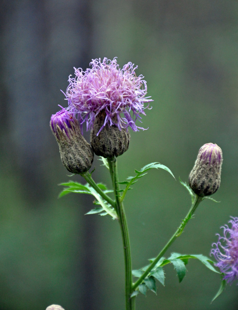 Image of Serratula coronata specimen.