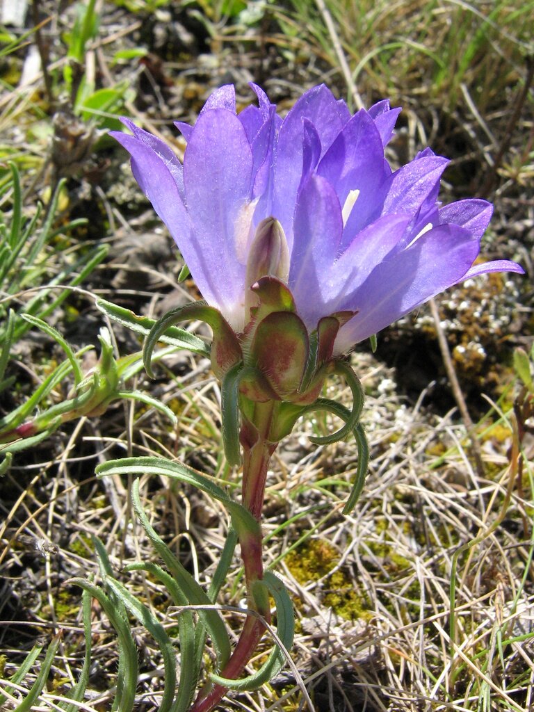 Image of Edraianthus serbicus specimen.