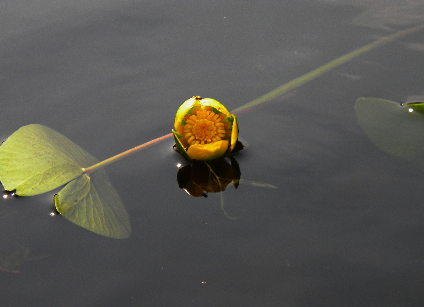 Изображение особи Nuphar pumila.