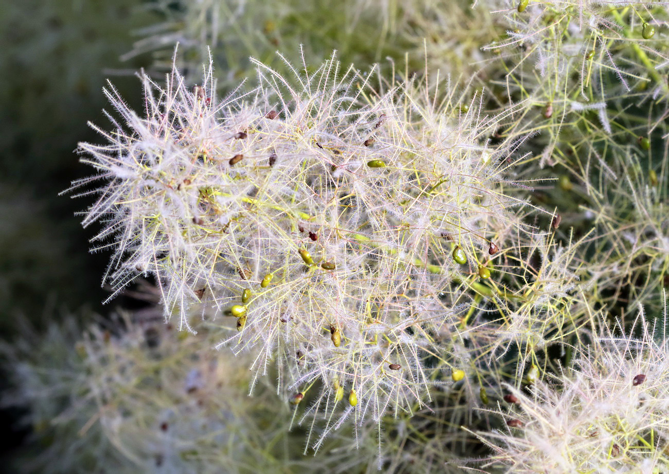 Изображение особи Cotinus coggygria.