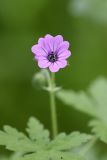 Geranium divaricatum. Цветок (диаметр 10-12 мм). Южный Казахстан, хр. Боролдайтау, северный склон (южнее Васильевки). 08.05.2010.